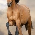 Dětská osuška kůň